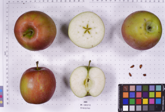 Click for 2 image(s) for this accession.